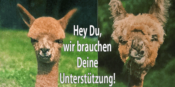 Die Alpakas brauchen Wasser