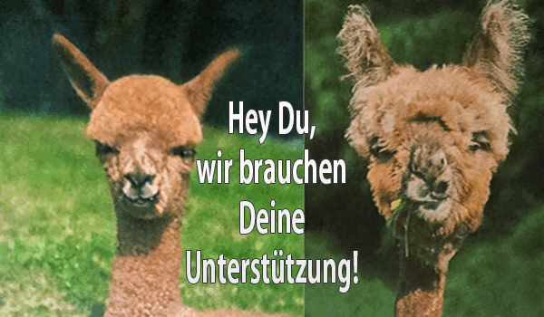 Die Alpakas brauchen Wasser Die Alpakas brauchen Wasser